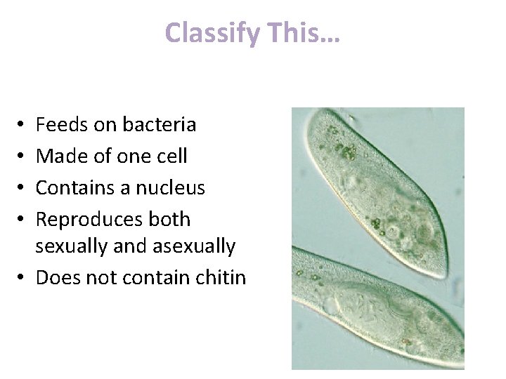 Classify This… Feeds on bacteria Made of one cell Contains a nucleus Reproduces both