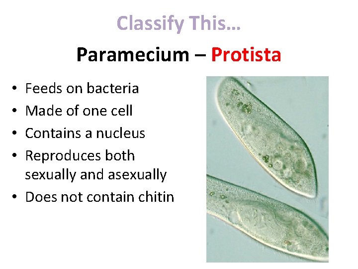 Classify This… Paramecium – Protista Feeds on bacteria Made of one cell Contains a