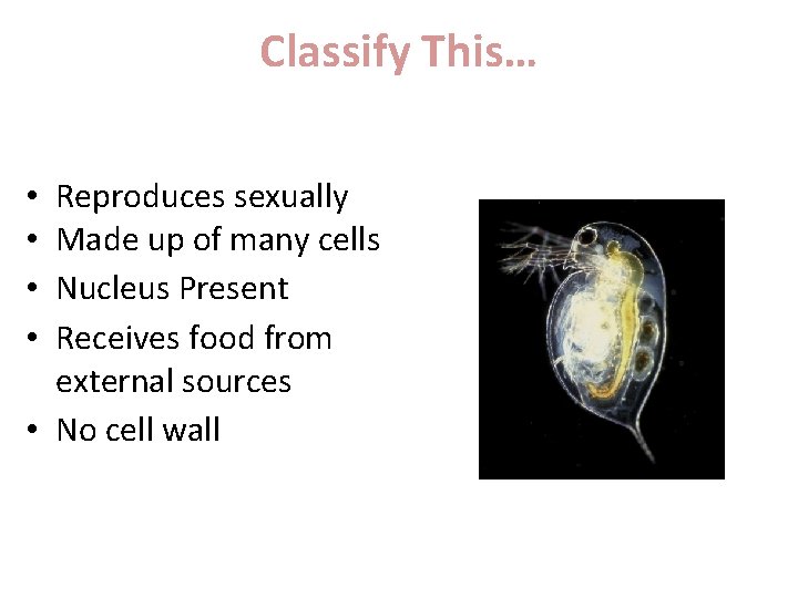 Classify This… Reproduces sexually Made up of many cells Nucleus Present Receives food from