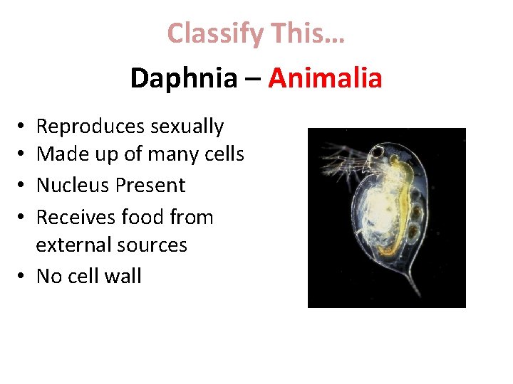 Classify This… Daphnia – Animalia Reproduces sexually Made up of many cells Nucleus Present