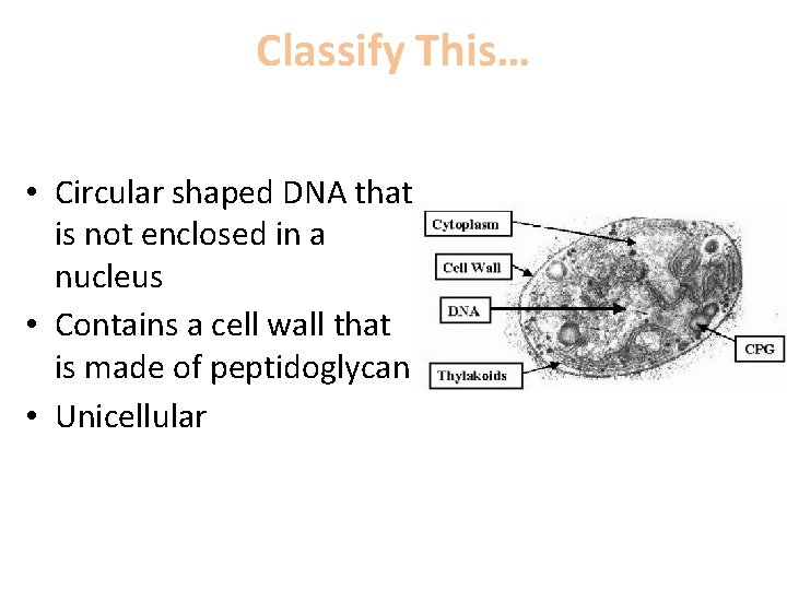 Classify This… • Circular shaped DNA that is not enclosed in a nucleus •