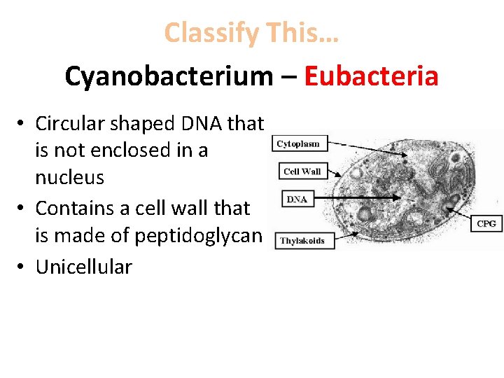 Classify This… Cyanobacterium – Eubacteria • Circular shaped DNA that is not enclosed in