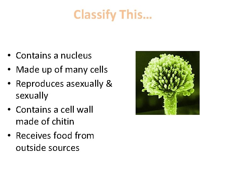 Classify This… • Contains a nucleus • Made up of many cells • Reproduces