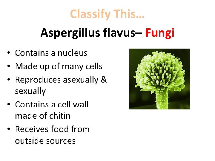Classify This… Aspergillus flavus– Fungi • Contains a nucleus • Made up of many