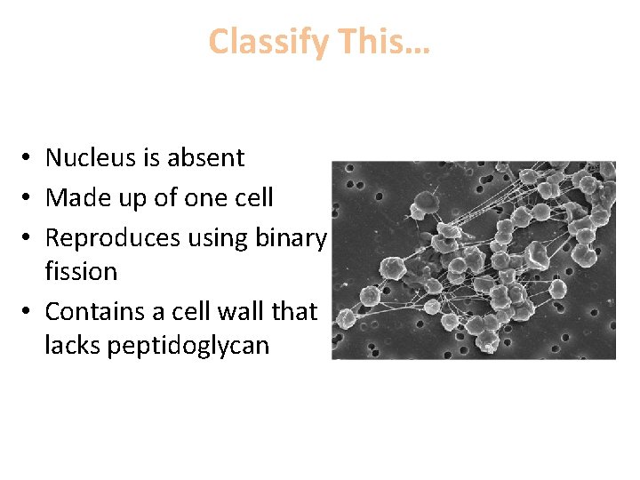 Classify This… • Nucleus is absent • Made up of one cell • Reproduces