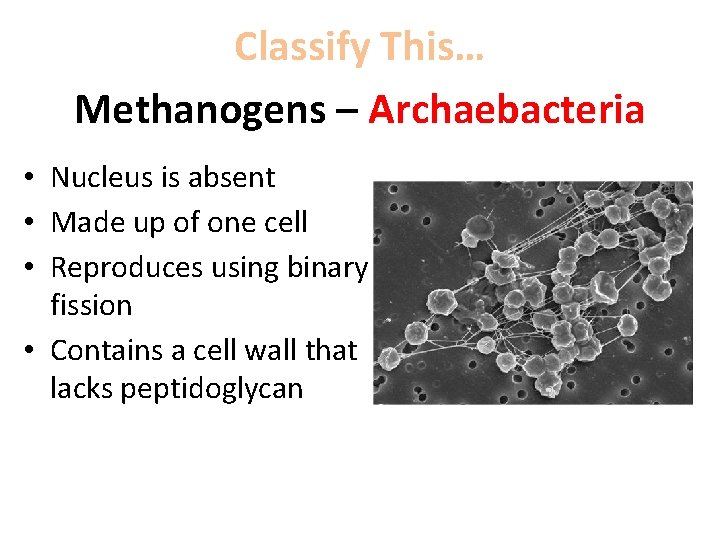 Classify This… Methanogens – Archaebacteria • Nucleus is absent • Made up of one