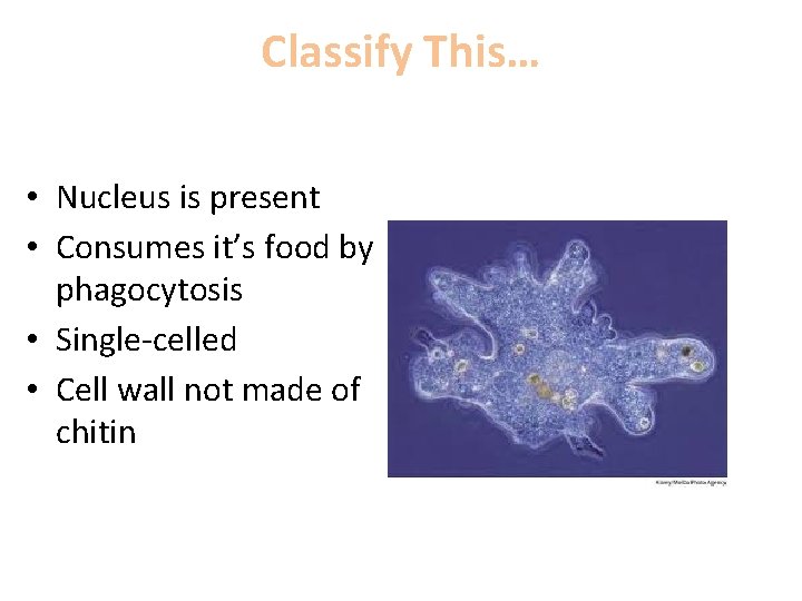 Classify This… • Nucleus is present • Consumes it’s food by phagocytosis • Single-celled