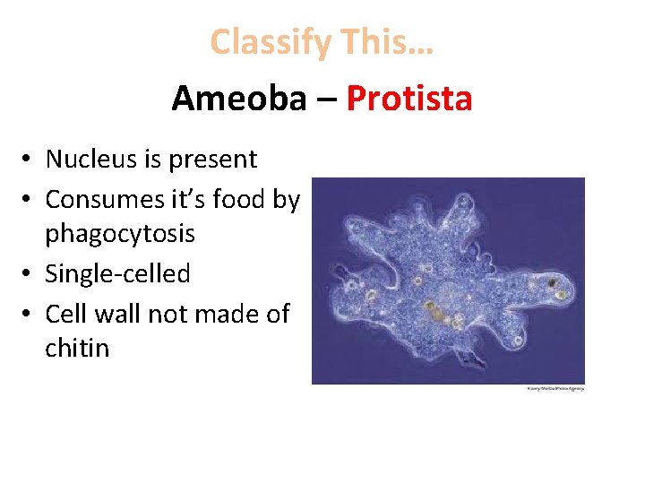 Classify This… Ameoba – Protista • Nucleus is present • Consumes it’s food by