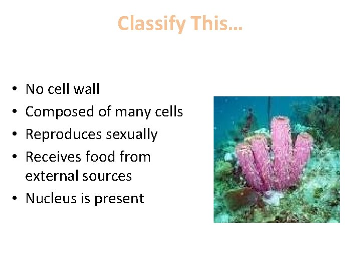 Classify This… No cell wall Composed of many cells Reproduces sexually Receives food from