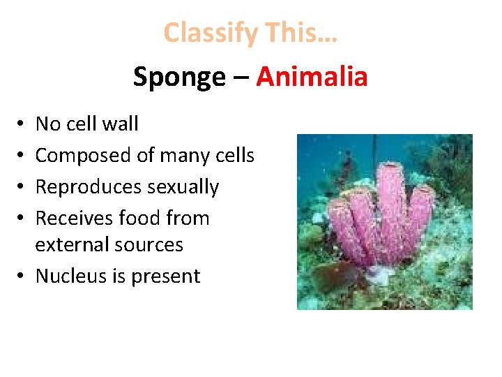 Classify This… Sponge – Animalia No cell wall Composed of many cells Reproduces sexually