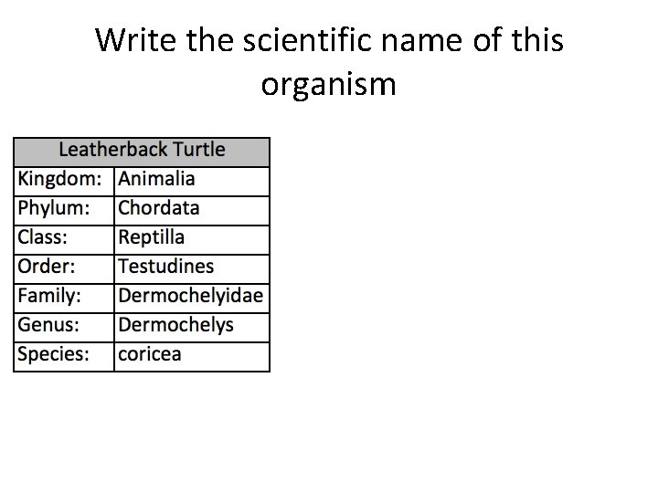 Write the scientific name of this organism 