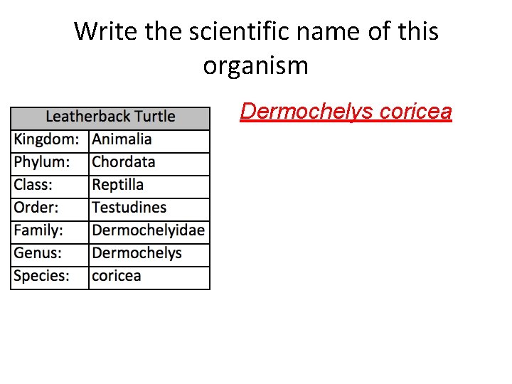 Write the scientific name of this organism Dermochelys coricea 