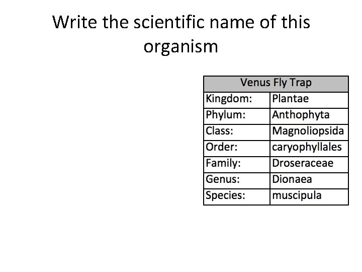 Write the scientific name of this organism 