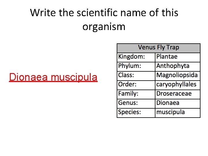 Write the scientific name of this organism Dionaea muscipula 