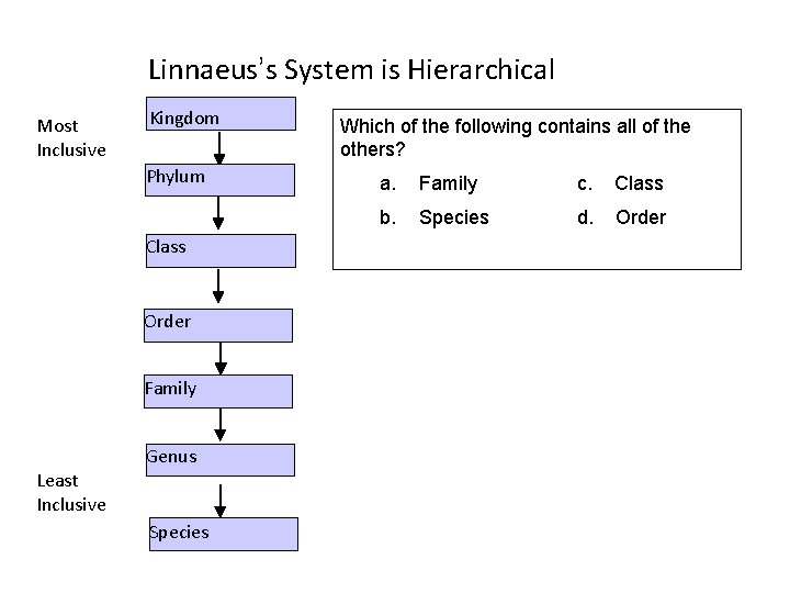 Linnaeus’s System is Hierarchical Most Inclusive Kingdom Phylum Class Order Family Genus Least Inclusive