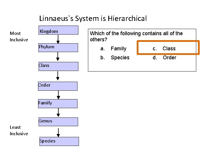 Linnaeus’s System is Hierarchical Most Inclusive Kingdom Phylum Class Order Family Genus Least Inclusive