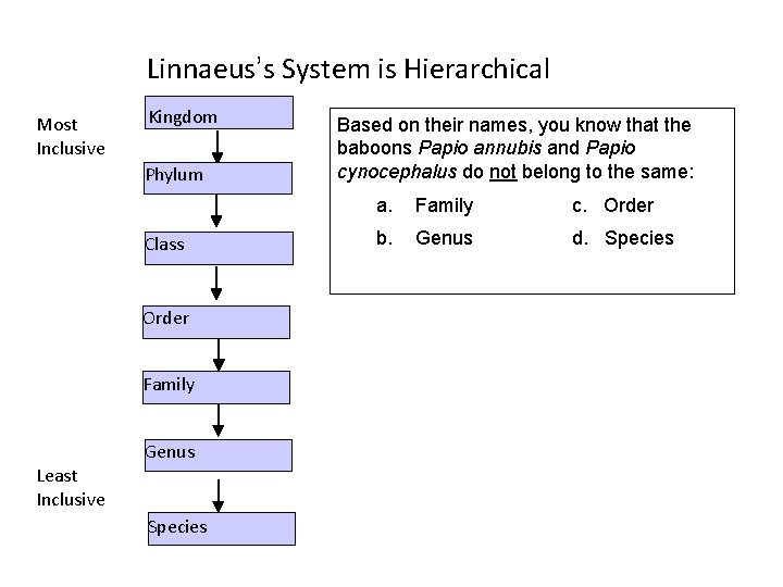 Linnaeus’s System is Hierarchical Most Inclusive Kingdom Phylum Class Order Family Genus Least Inclusive