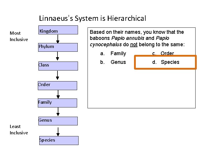 Linnaeus’s System is Hierarchical Most Inclusive Kingdom Phylum Class Order Family Genus Least Inclusive