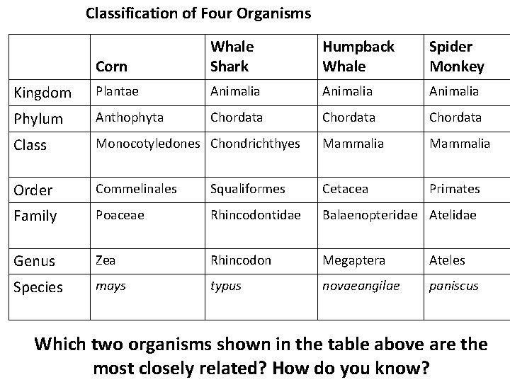 Classification of Four Organisms Corn Whale Shark Humpback Whale Spider Monkey Kingdom Plantae Animalia