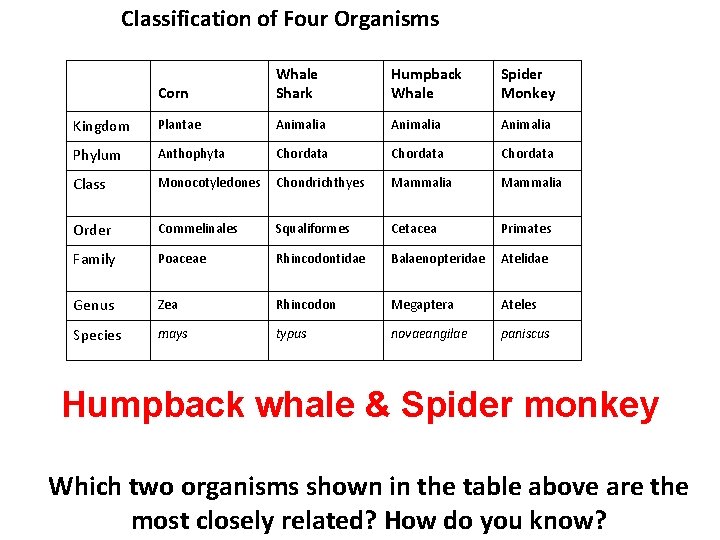 Classification of Four Organisms Corn Whale Shark Humpback Whale Spider Monkey Kingdom Plantae Animalia