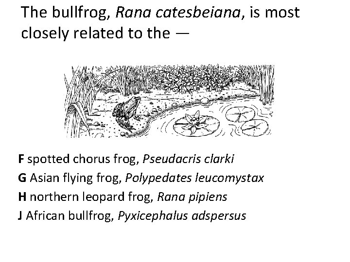 The bullfrog, Rana catesbeiana, is most closely related to the — F spotted chorus