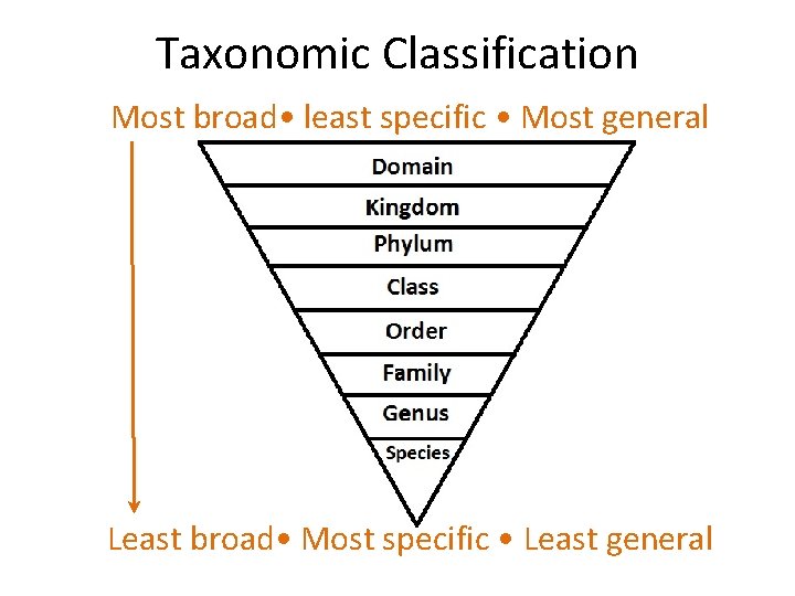 Taxonomic Classification Most broad • least specific • Most general Least broad • Most