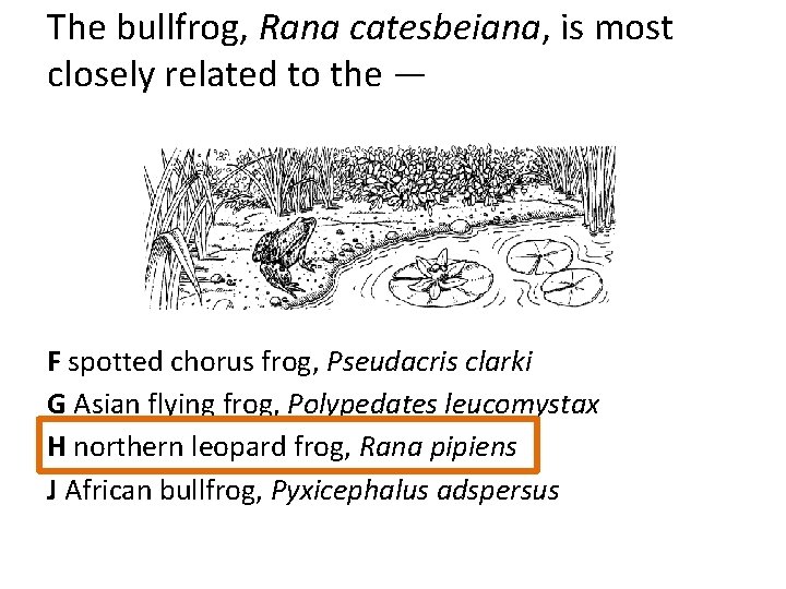 The bullfrog, Rana catesbeiana, is most closely related to the — F spotted chorus