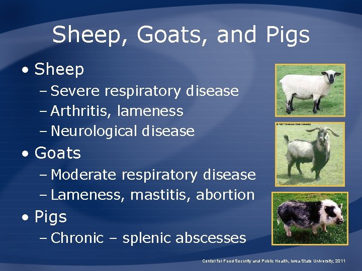 Sheep, Goats, and Pigs • Sheep – Severe respiratory disease – Arthritis, lameness –