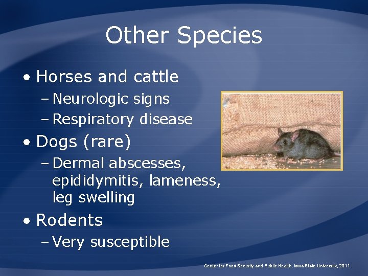 Other Species • Horses and cattle – Neurologic signs – Respiratory disease • Dogs