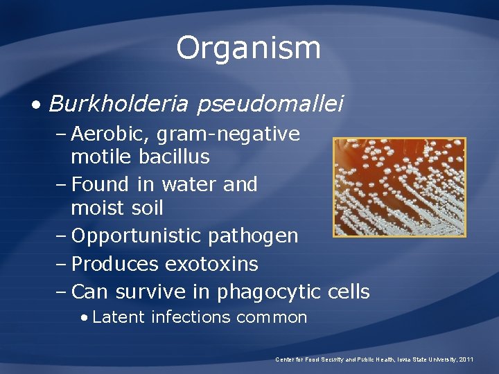 Organism • Burkholderia pseudomallei – Aerobic, gram-negative motile bacillus – Found in water and