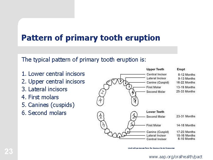 Pattern of primary tooth eruption The typical pattern of primary tooth eruption is: 1.