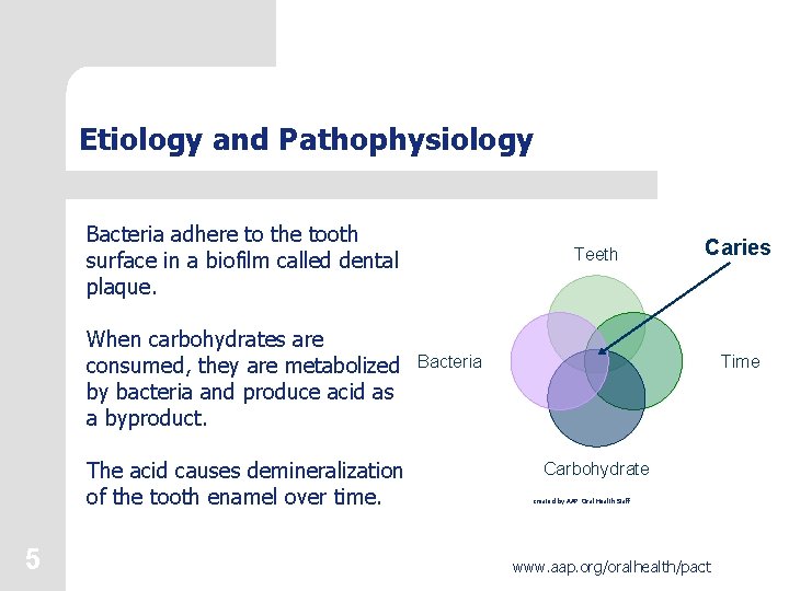 Etiology and Pathophysiology Bacteria adhere to the tooth surface in a biofilm called dental