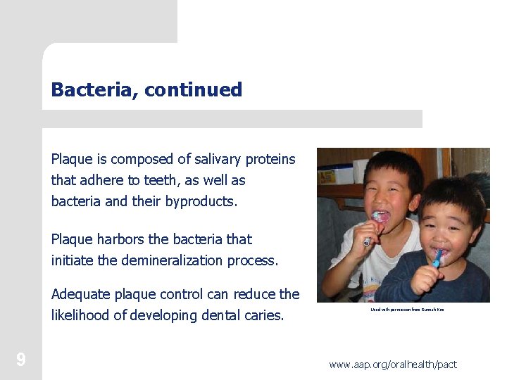 Bacteria, continued Plaque is composed of salivary proteins that adhere to teeth, as well
