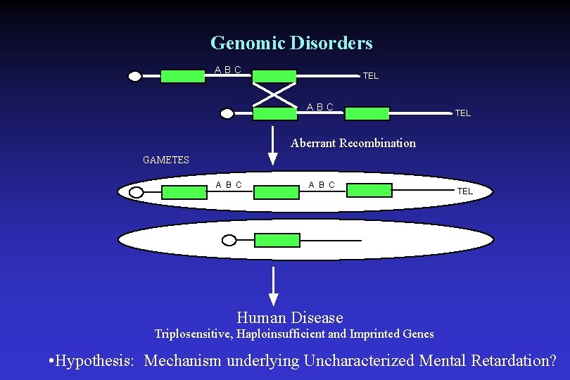 Genomic Disorders ABC TEL Aberrant Recombination GAMETES A B C TEL Human Disease Triplosensitive,
