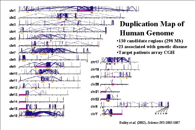 Duplication Map of Human Genome • 130 candidate regions (298 Mb) • 23 associated