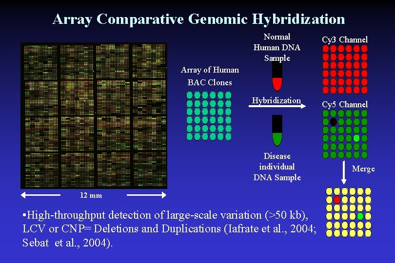 Array Comparative Genomic Hybridization Normal Human DNA Sample Cy 3 Channel Hybridization Cy 5