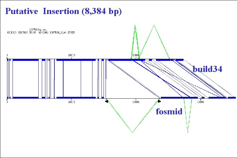 Putative Insertion (8, 384 bp) build 34 fosmid 