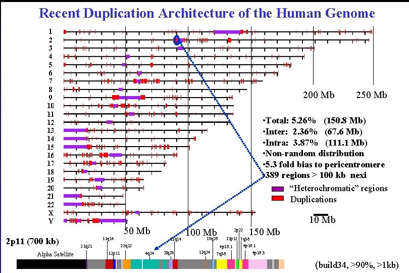 Recent Duplication Architecture of the Human Genome 1 2 3 4 5 6 7
