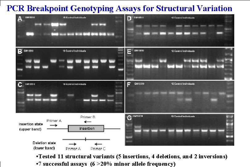 PCR Breakpoint Genotyping Assays for Structural Variation • Tested 11 structural variants (5 insertions,
