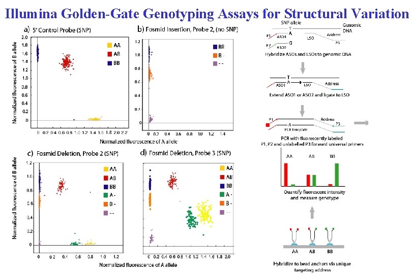 Illumina Golden-Gate Genotyping Assays for Structural Variation 