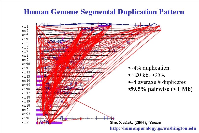 Human Genome Segmental Duplication Pattern chr 1 chr 2 chr 3 chr 4 chr