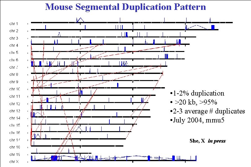 Mouse Segmental Duplication Pattern • 1 -2% duplication • >20 kb, >95% • 2
