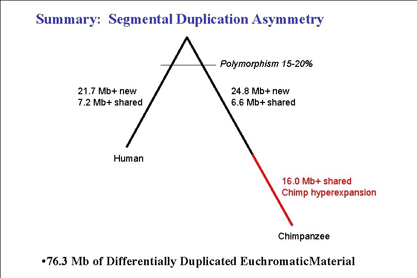 Summary: Segmental Duplication Asymmetry Polymorphism 15 -20% 21. 7 Mb+ new 7. 2 Mb+