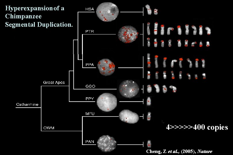 Hyperexpansion of a Chimpanzee Segmental Duplication. 4>>>>>400 copies Cheng, Z et al. , (2005),