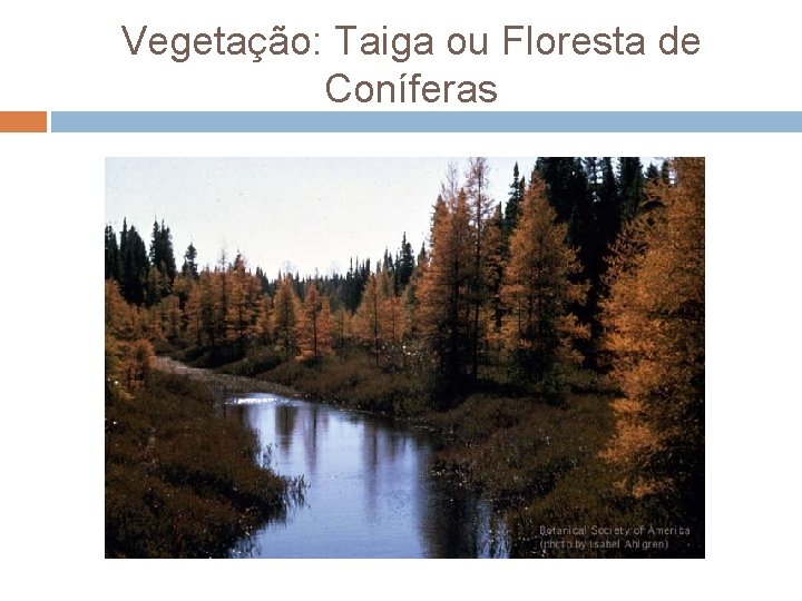 Vegetação: Taiga ou Floresta de Coníferas 