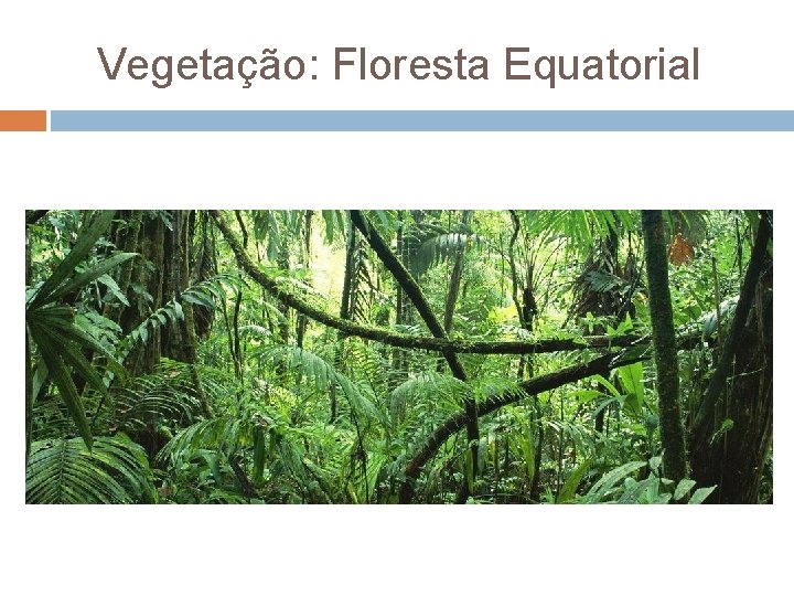 Vegetação: Floresta Equatorial 