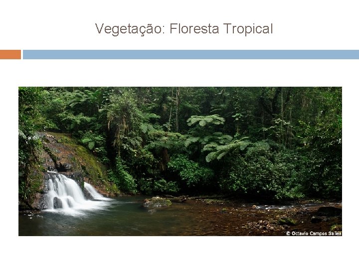 Vegetação: Floresta Tropical 