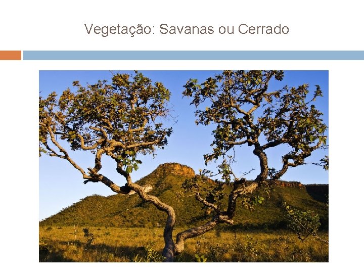 Vegetação: Savanas ou Cerrado 