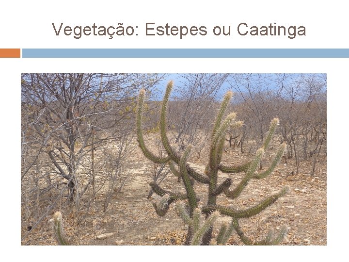 Vegetação: Estepes ou Caatinga 