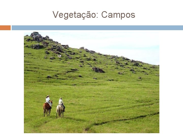 Vegetação: Campos 